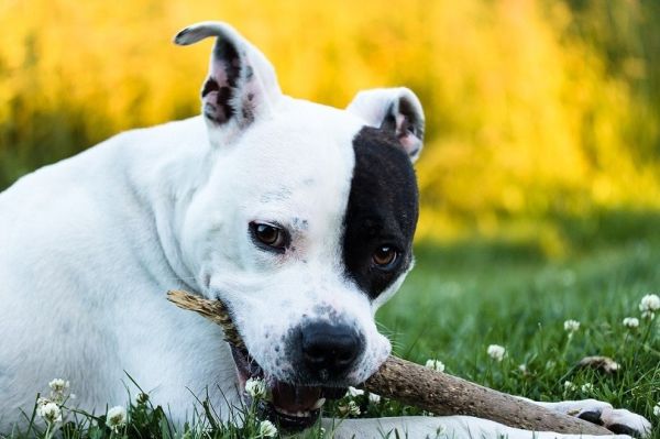 American Staffordshire Terrier Dog Breed Info