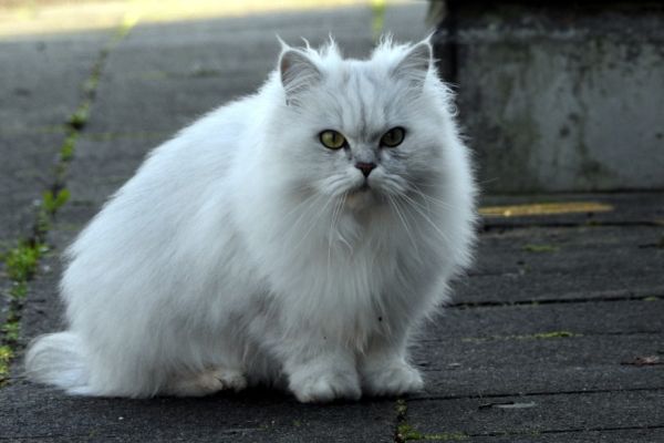 white persian cat_Piqsels