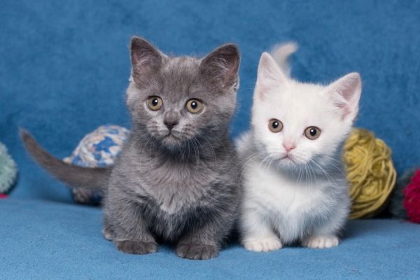 munchkin kittens