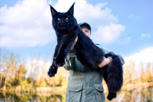 girl holding large maine coon cat