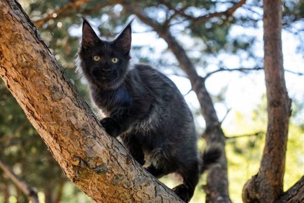 Big black maine coon kitten climbing in tree