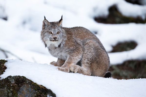 Canada Lynx in the snow
