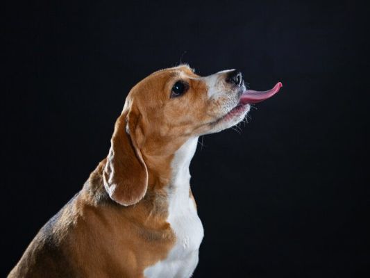 red beagle