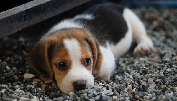 Black, Red, and White (Tri-Colored) Beagle