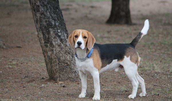 Black, Tan, and White Beagle standing outdoor
