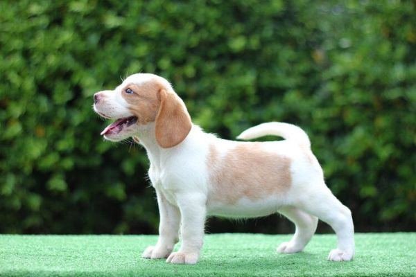 cute white brown beagle