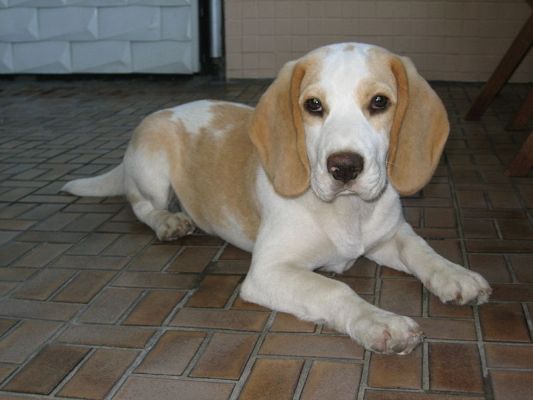 Beagle tan-white