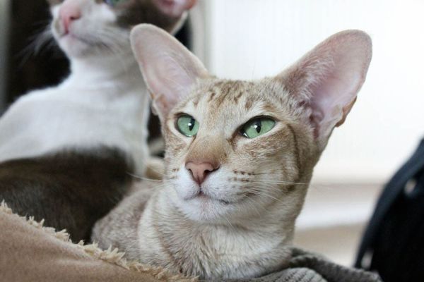 oriental shorthair cat close up
