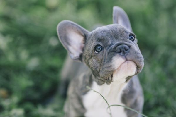 3 monthsold blue french bulldog_Angyalosi Beata_Shutterstock
