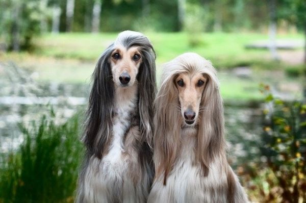 Portrait of two Afghan greyhounds_wildstrawberry_shutterstock