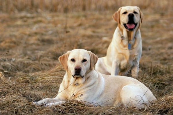 labrador male and female_Tina Rencelj_shutterstock
